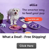 Ollie pet food sale